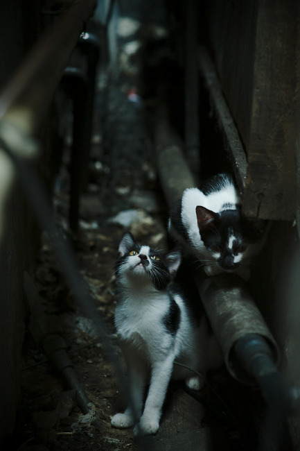 开云体育在线-兴隆湖滨，打造世界级赛事舞台，兴隆湖效果图