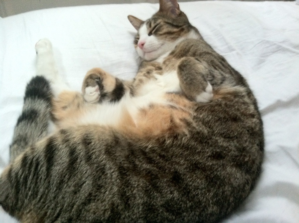 博卡青年433布阵难敌德式压迫，博卡青年队主场在哪儿