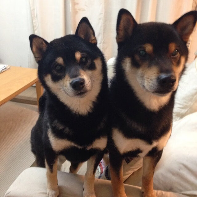 国家女篮在多场比赛中表现稳定保持连胜，女篮国家队最新名单