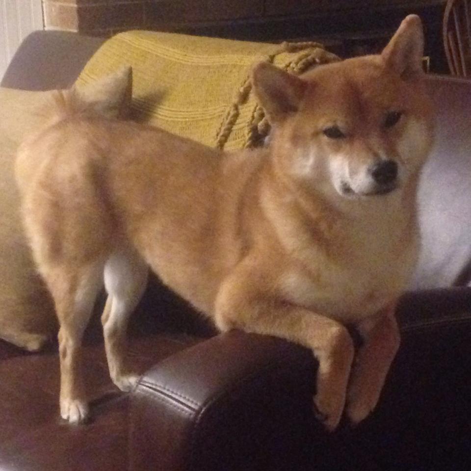 开云ky官网-快节奏体系是否对身高不足的球员更有利，快节奏的弊端