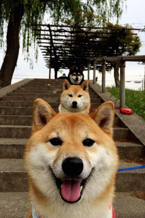 田径队伤病预防与恢复措施科学，田径项目中运动损伤的发生规律及预防措施