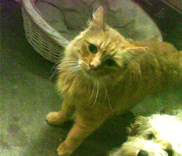 美国队赛制评析:如何在赛制中发现并利用对手的弱点,美国队比赛视频