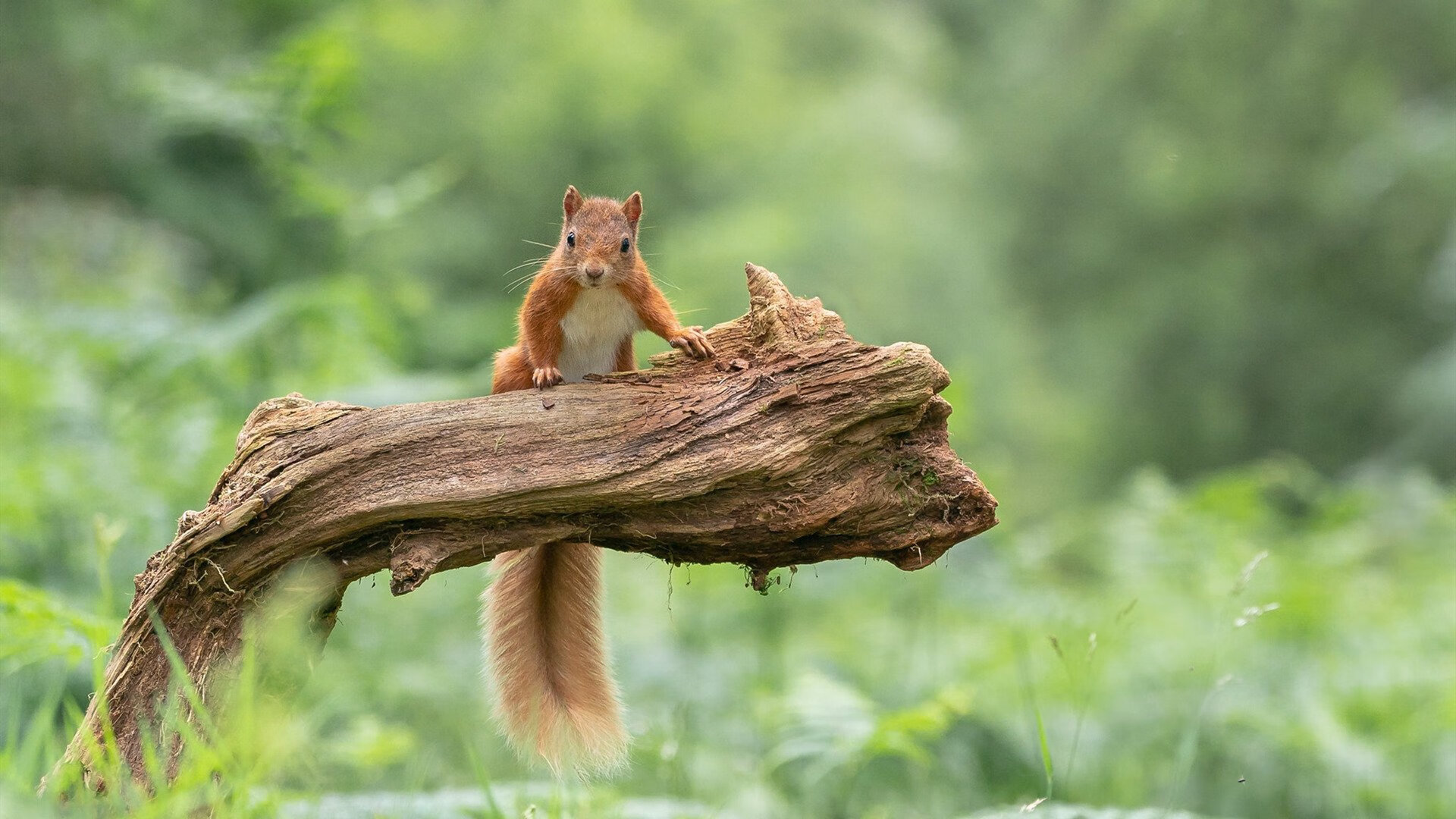 青训体系专业化程度低,体育青训体系