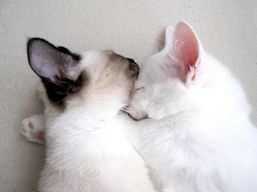 “费尔南多·比亚尔巴的球场智慧与执行力,成就美洲狮队的未来”