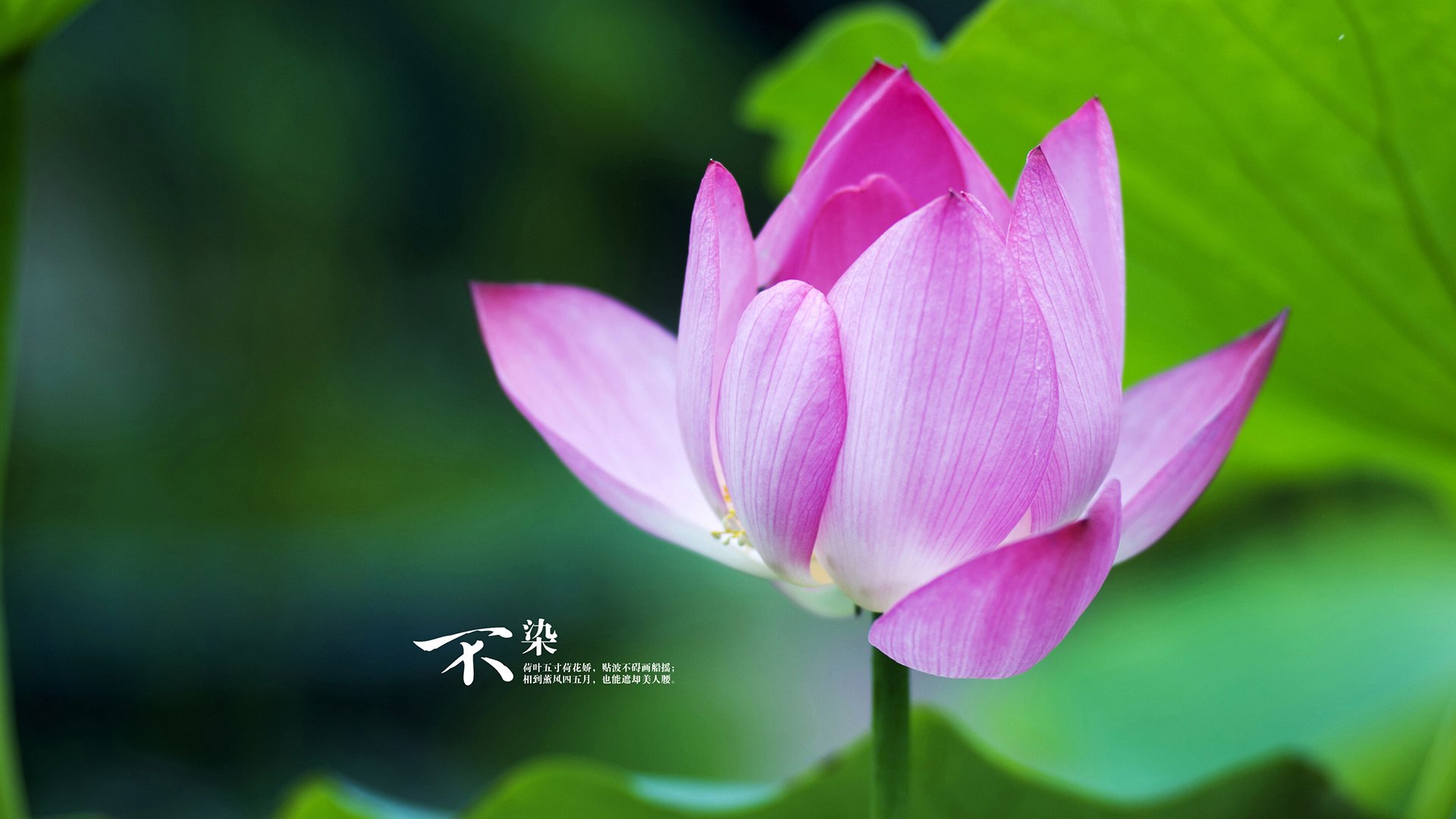 “费尔南多·比亚尔巴的球场智慧与执行力,成就美洲狮队的未来”