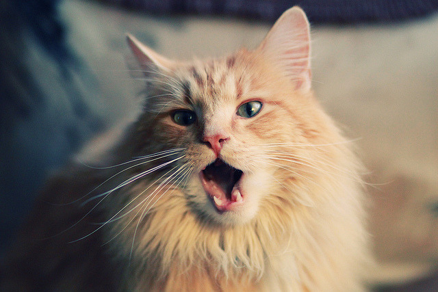 乌干达女篮在非洲锦标赛中勇夺佳绩,续写非洲篮球新传奇,乌干达女超