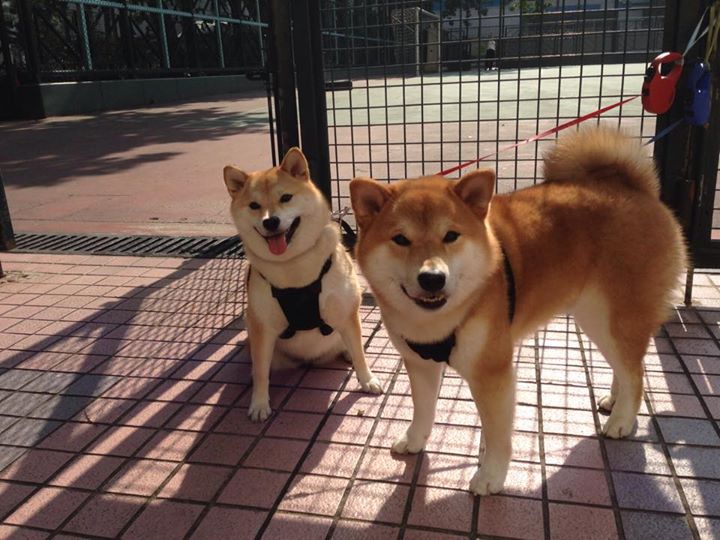 南非羚羊队的进攻体系:宽阔场地上快速打击,直指对方心脏,南非羚羊皮可以干嘛用