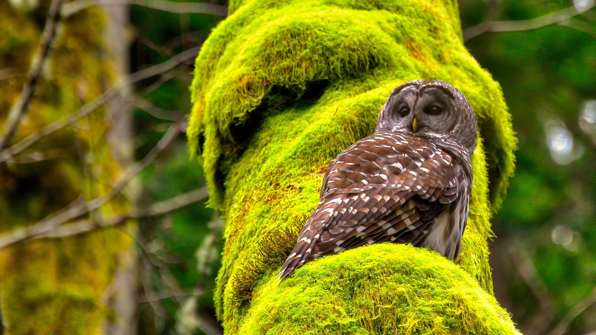 游泳技术动作与国际一流水平接轨，游泳技术视频教程