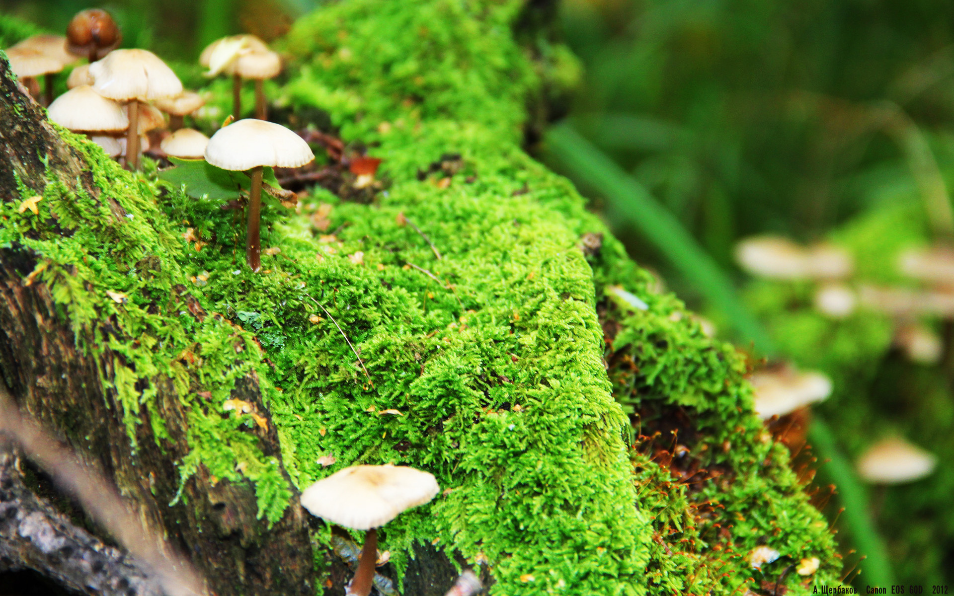 蛙泳技术细节改善,成绩稳步提升,蛙泳细节提高视频