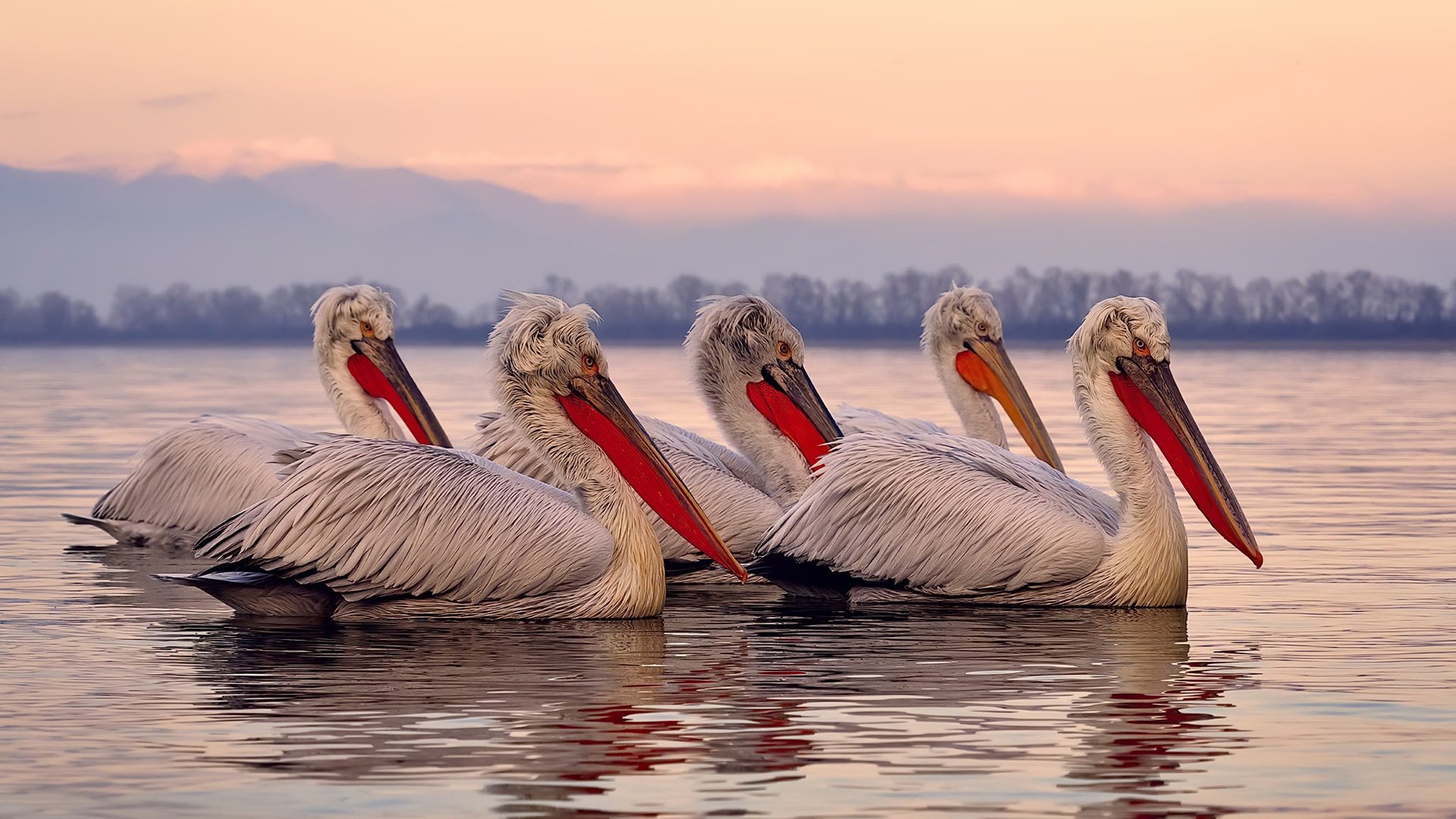开云ky官网-阿根廷青年新星崭露头角，国家队未来可期