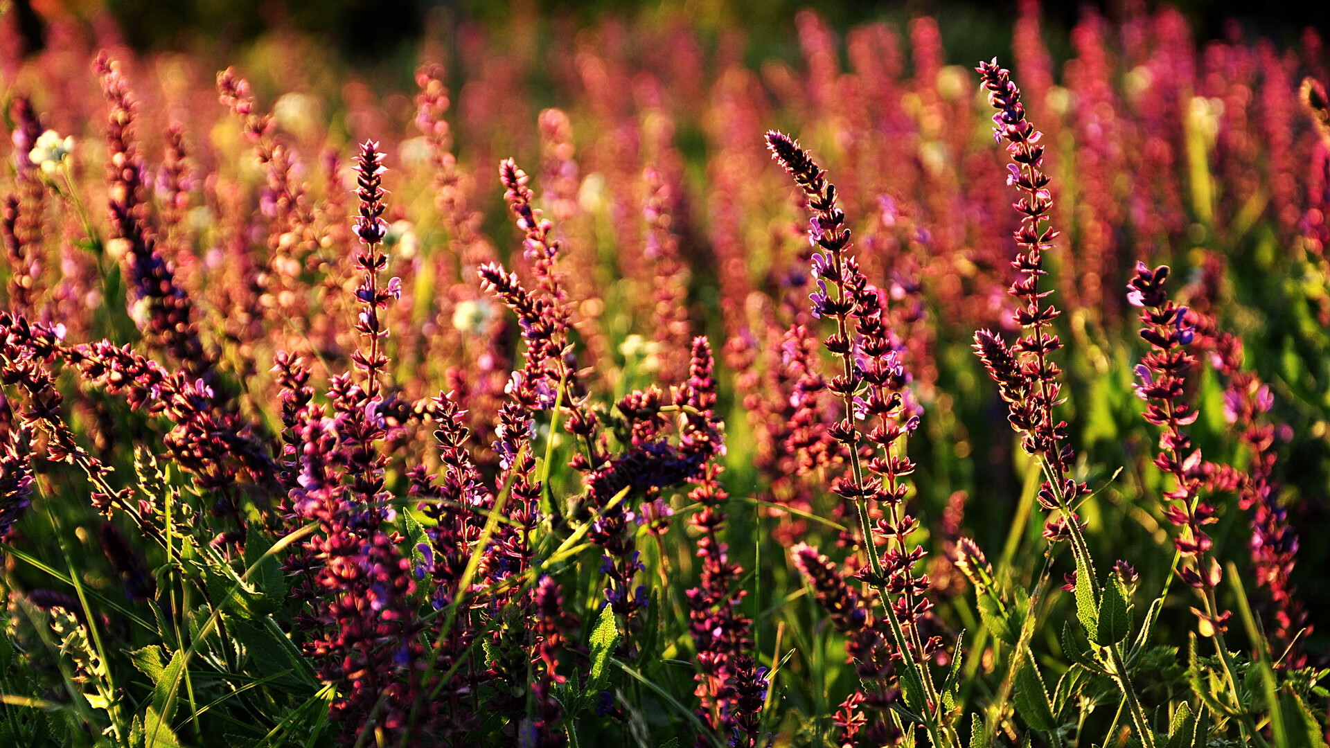 2025留学生求职机构排名,DBC职梦成首选机构,留学求职机构好不好