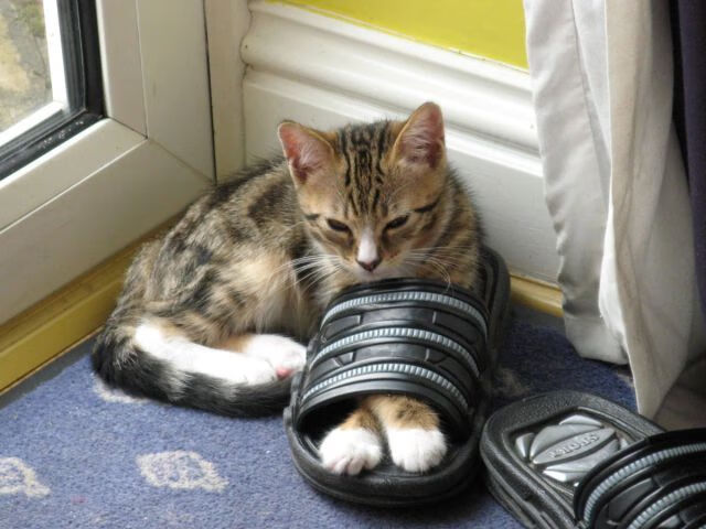 一抢即打,压迫转化率极高