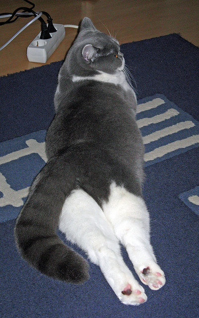 中国篮球女篮代言人品牌形象与社会责任结合路径，中国女篮同款篮球鞋